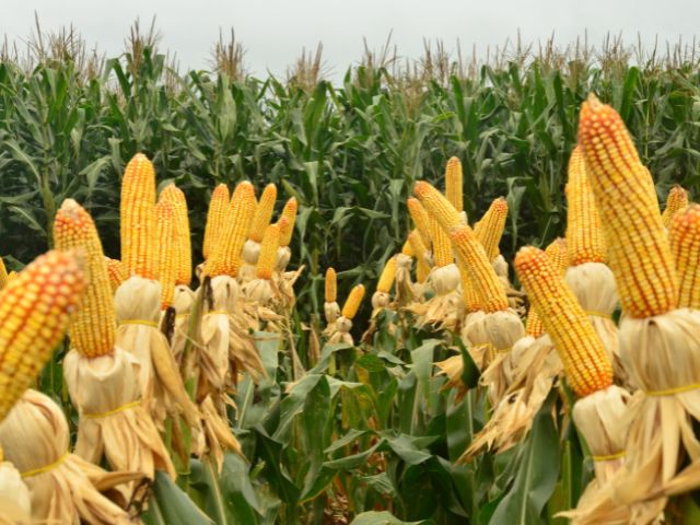 Programa Terra Boa incentiva produção de milho