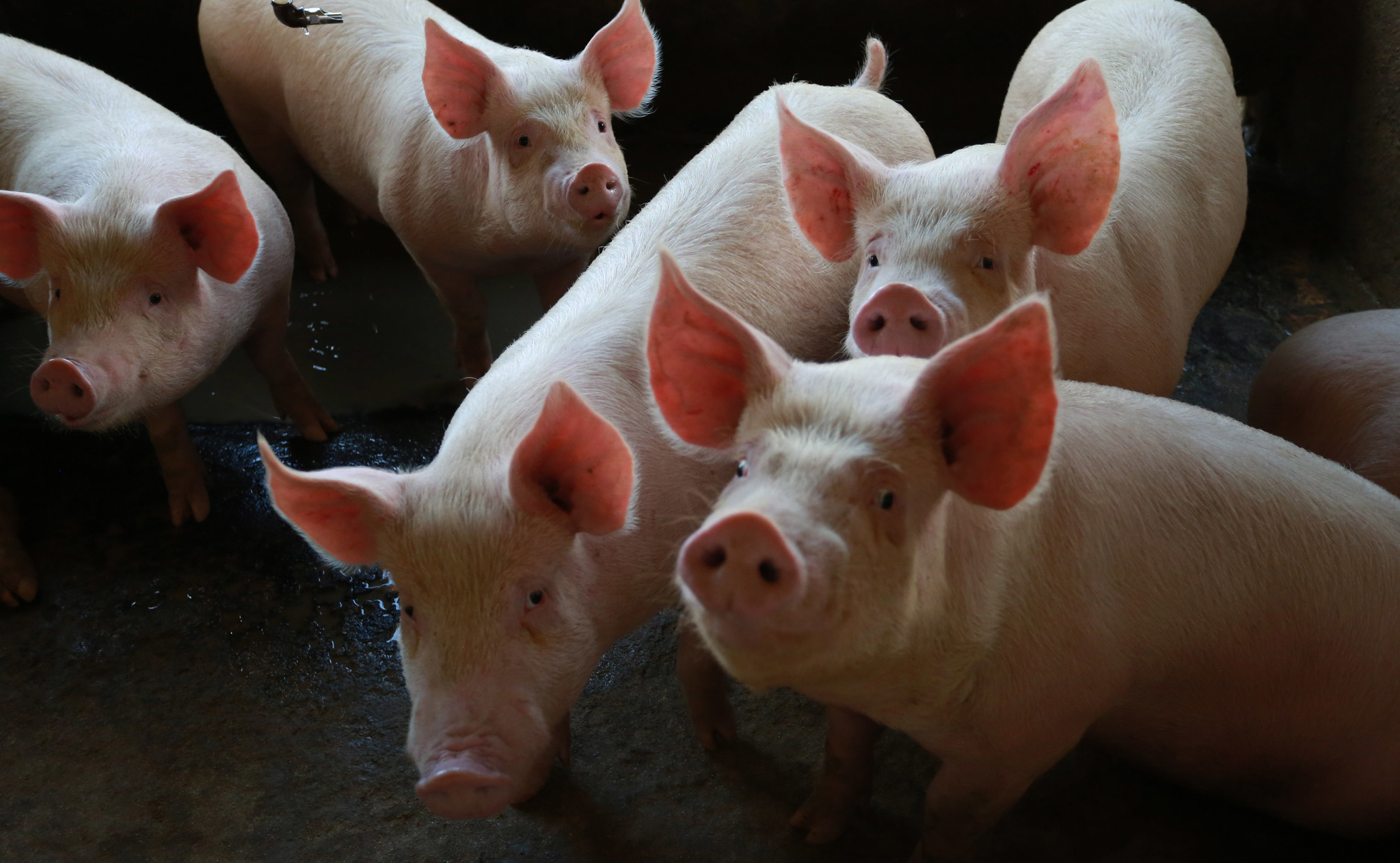 México abre mercado para carne suína produzida em Santa Catarina
