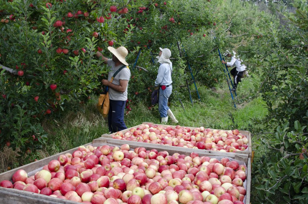 Colheita de maçã em Santa Catarina