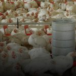 Criação de aves