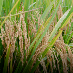 Plantação de arroz