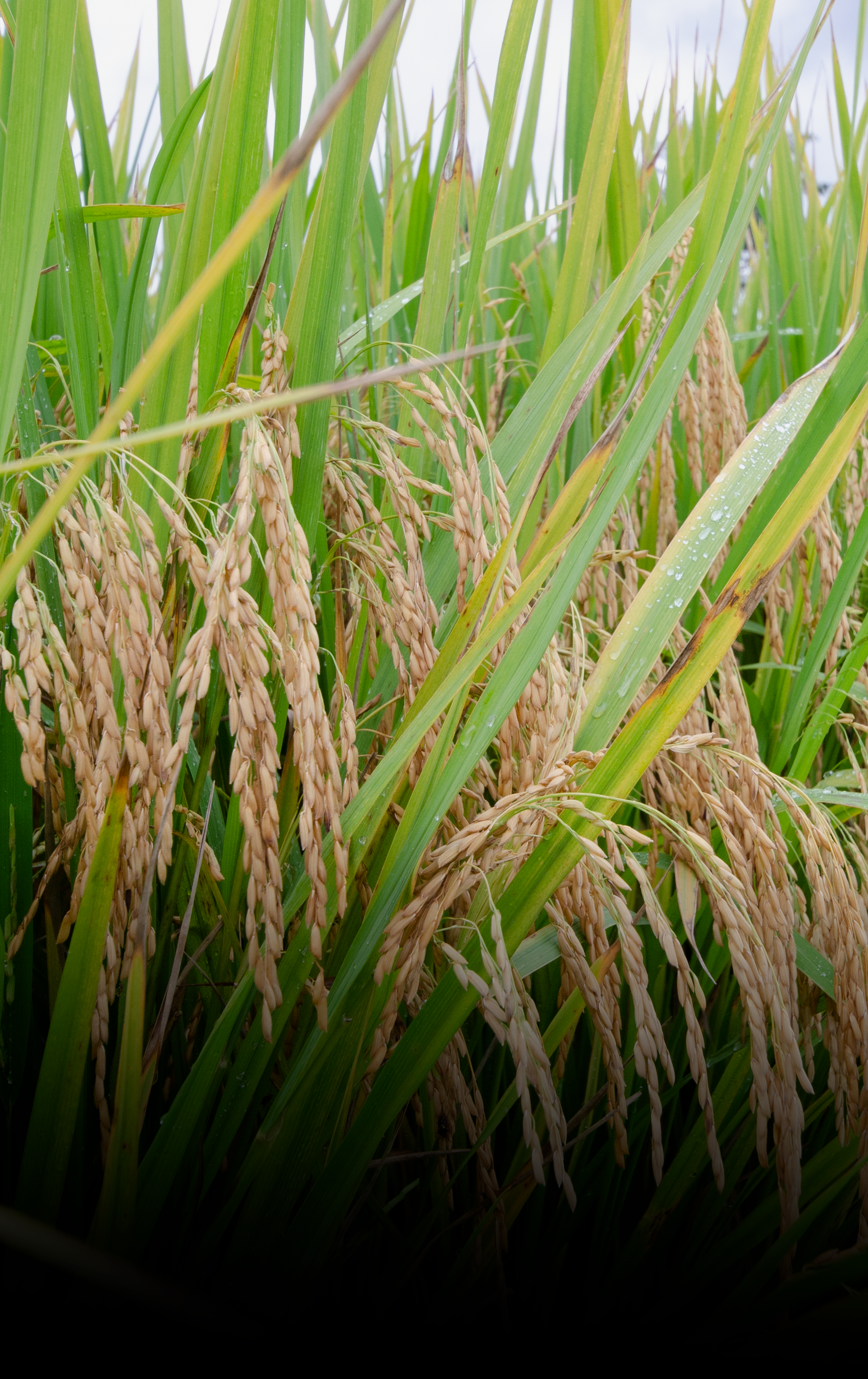 Produtividade do arroz catarinense cresce 23% em 10 anos