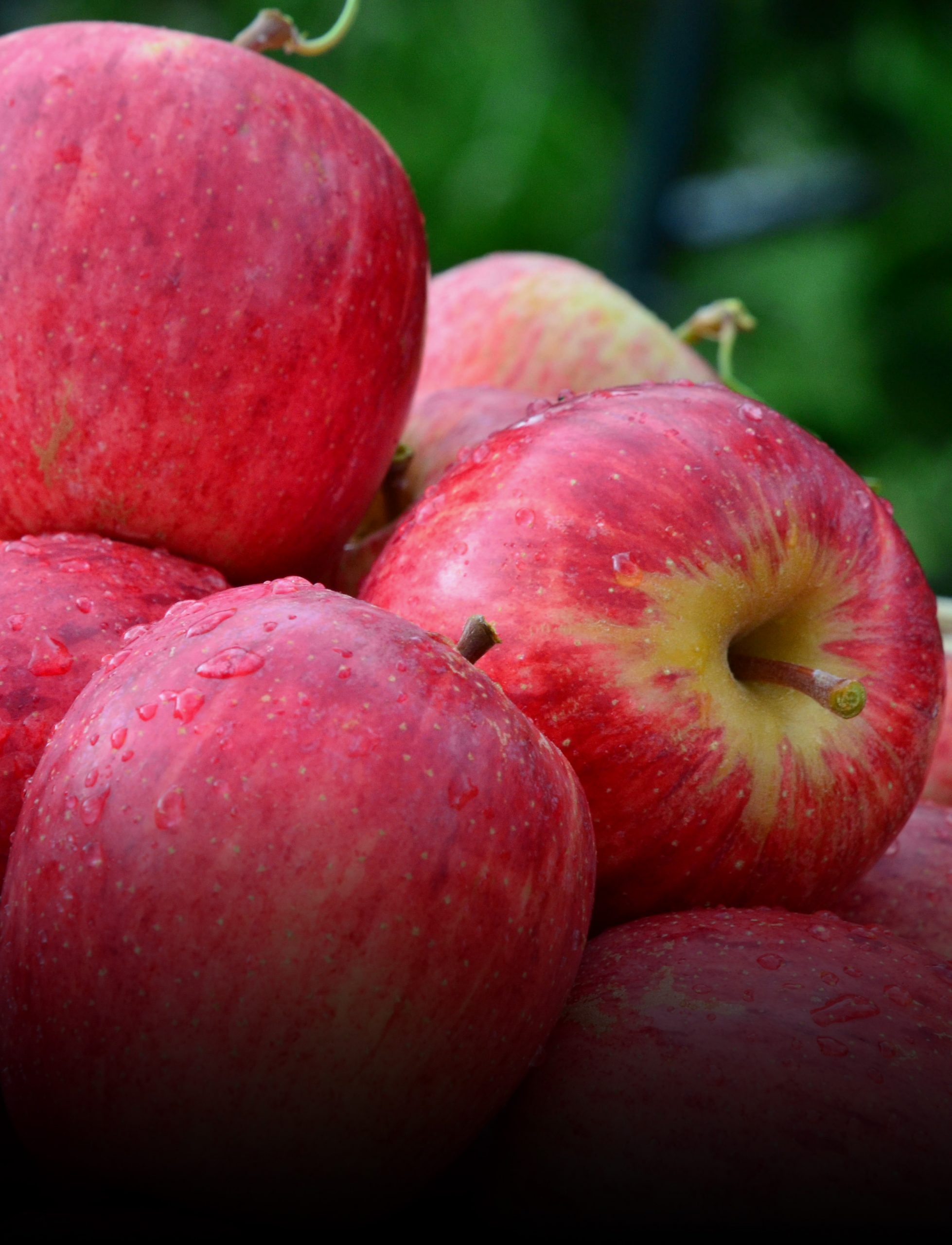 Mercado da maçã deve ter redução das importações com a comercialização da safra nacional