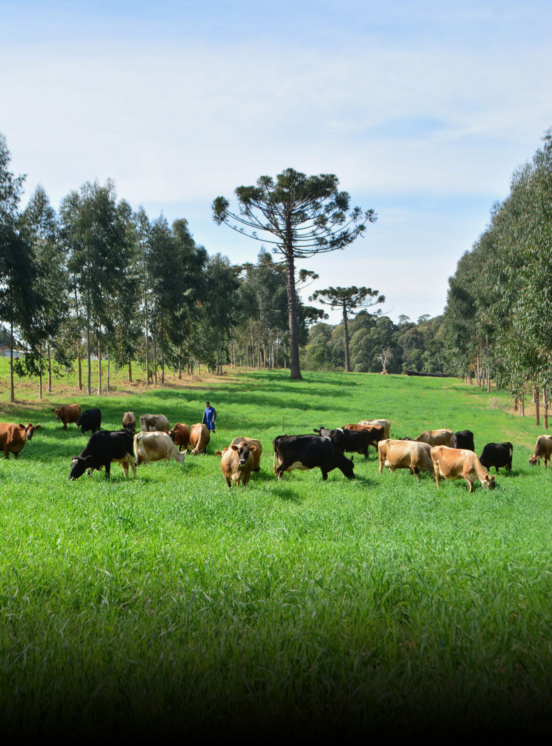 Produção de leite cresce em SC, enquanto diminui na maioria dos Estados