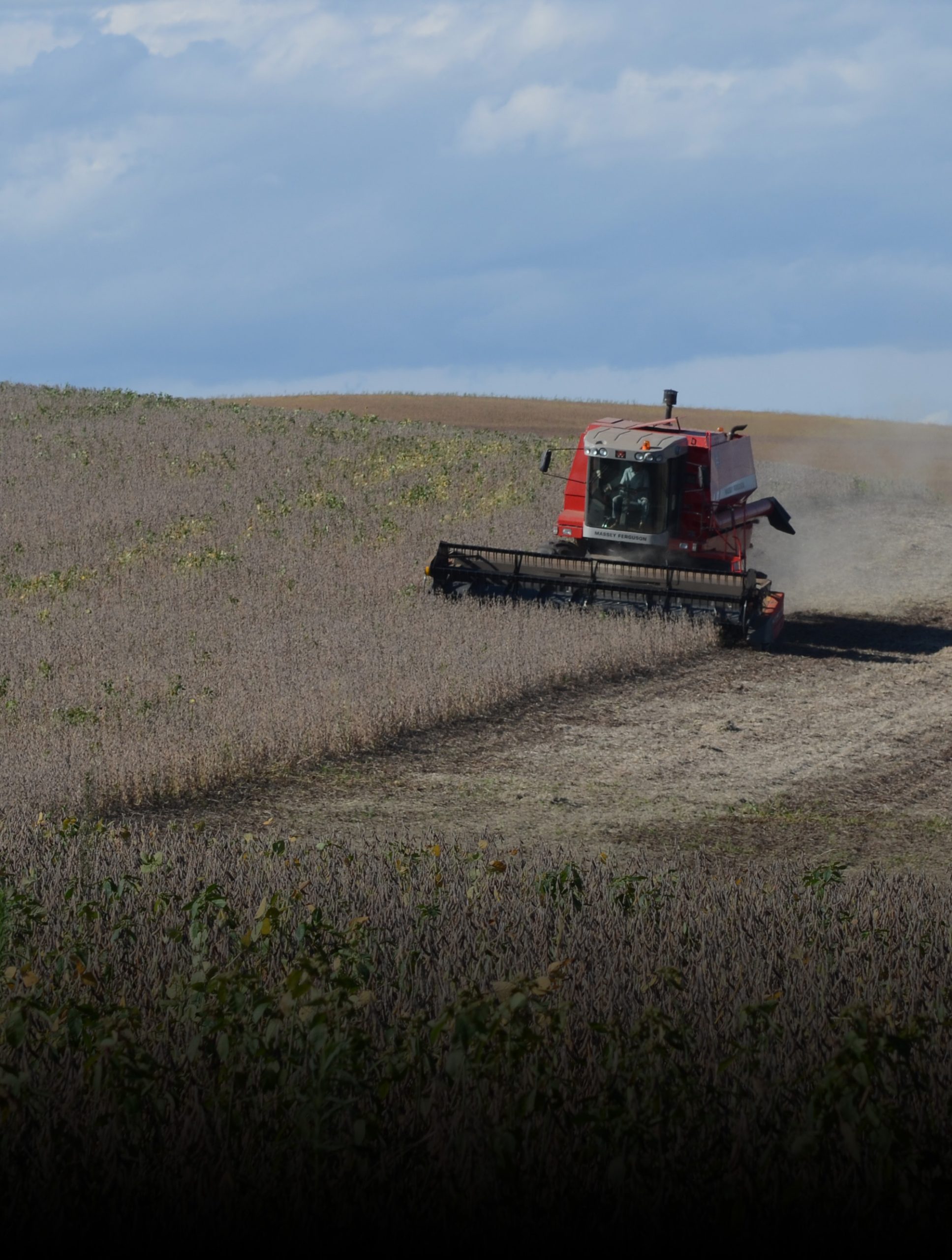 Agricultores catarinenses comemoram boa safra de soja