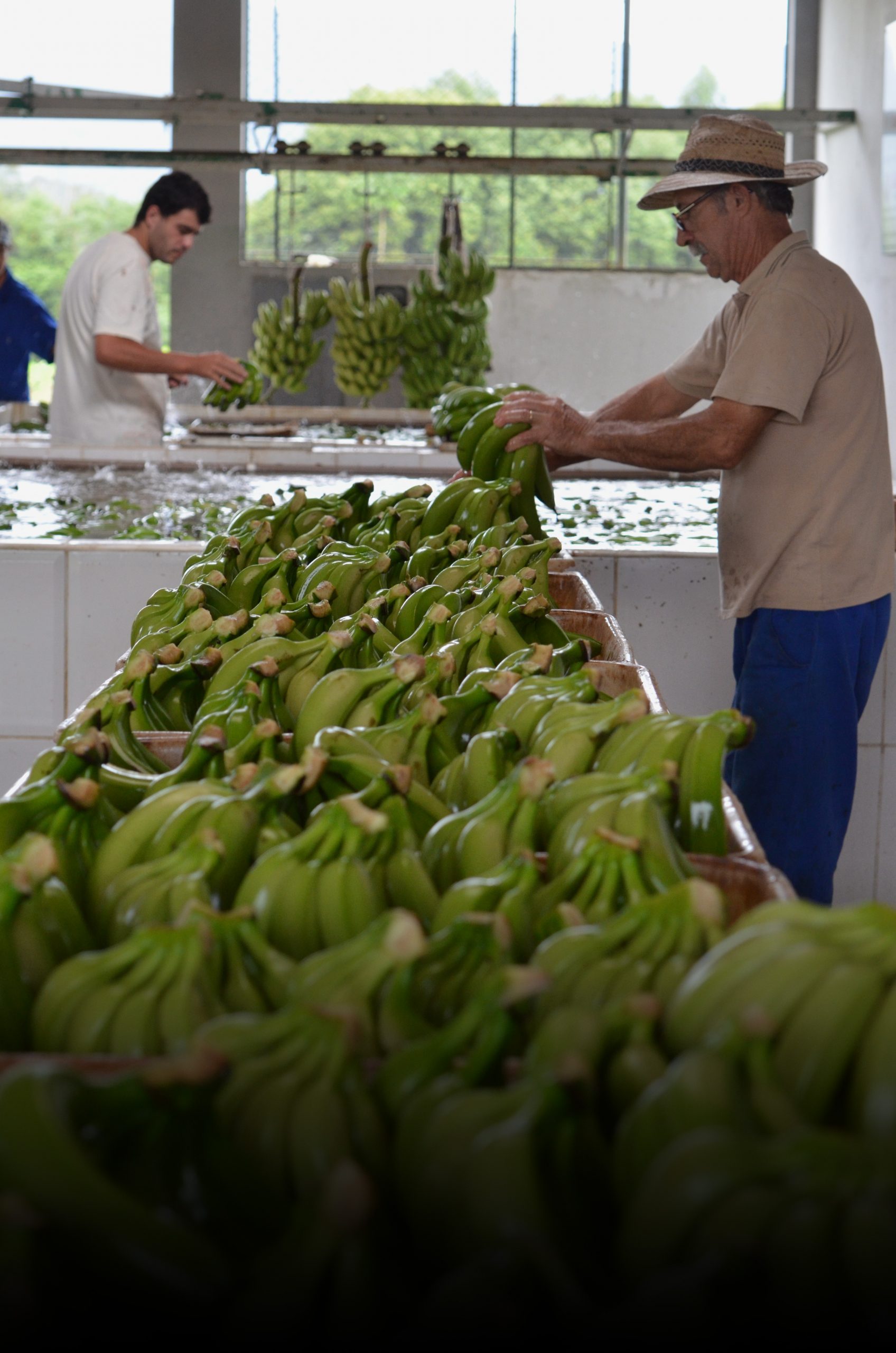 Produção de banana se recupera e volta ao patamar de 2019 em Santa Catarina
