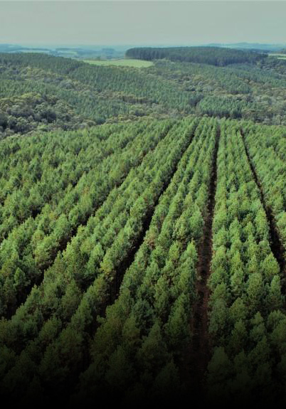 Valor da Produção Agropecuária de SC chega a R$ 61 bilhões, um crescimento de 13,8%