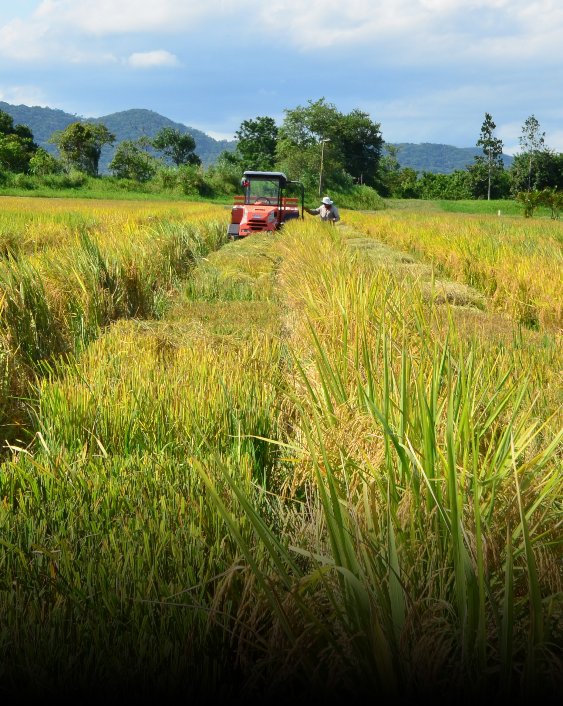 Santa Catarina registra safra recorde de arroz