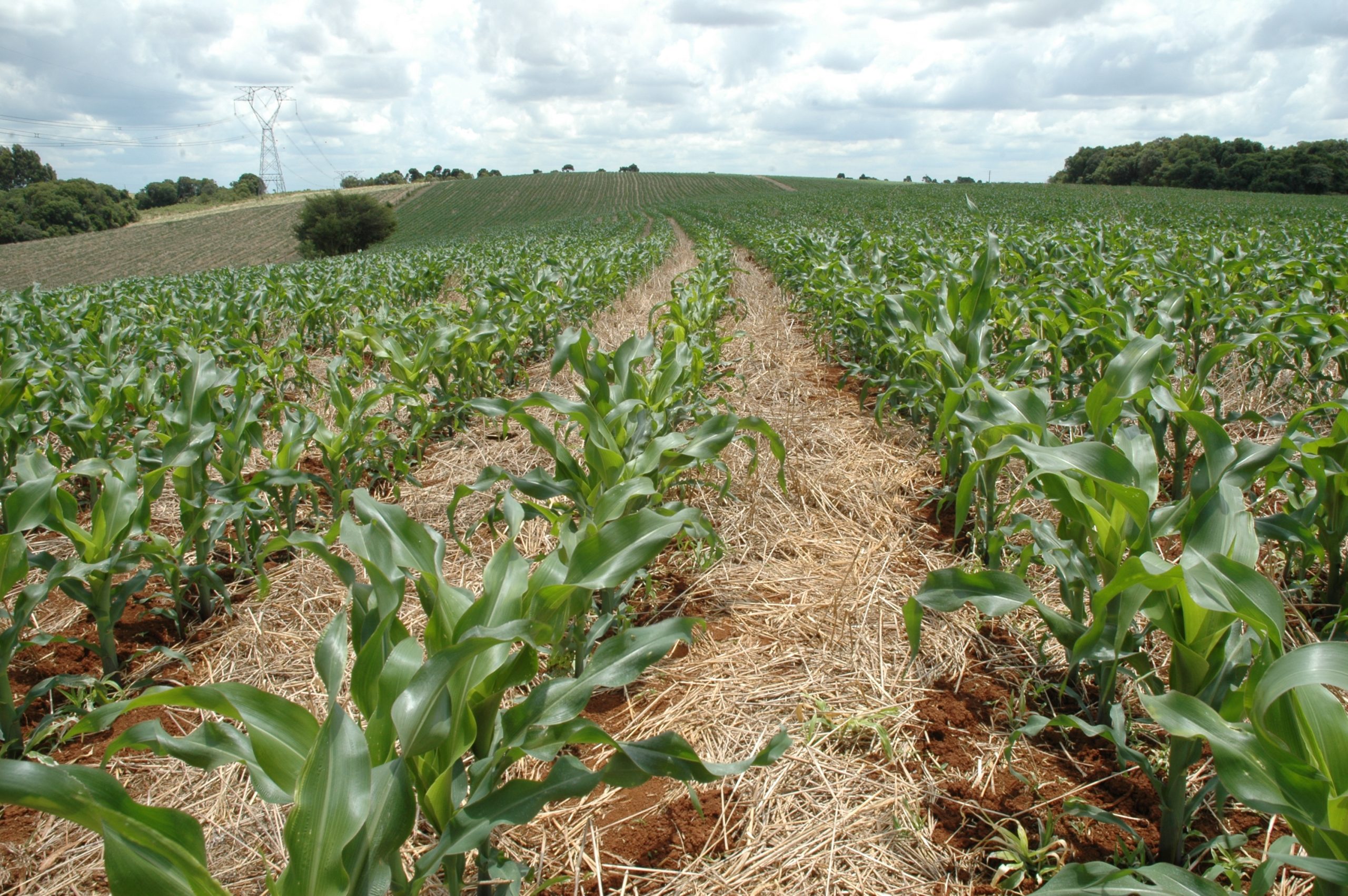 Safra 2023/2024 de milho: saiba quais são os fatores decisivos para o plantio do grão em Santa Catarina
