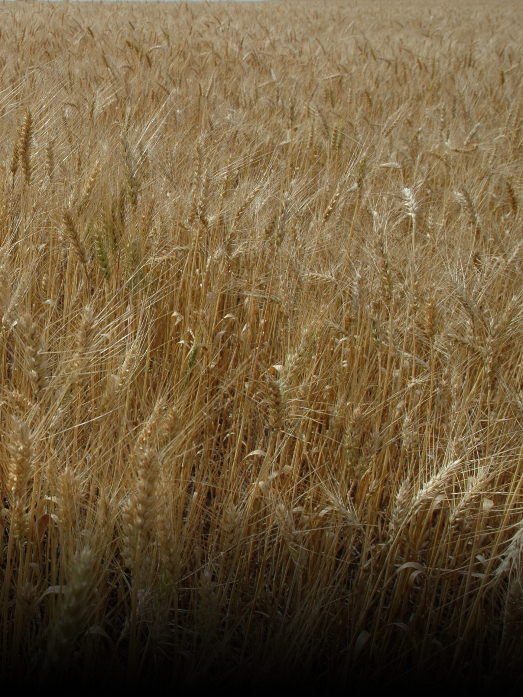 Boletim agropecuário registra queda no preço do trigo catarinense em setembro