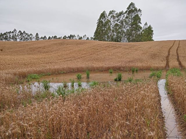 Chuvas de outubro em SC: fumo, trigo e cebola são as culturas mais prejudicadas