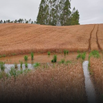 Lavoura de trigo alagada