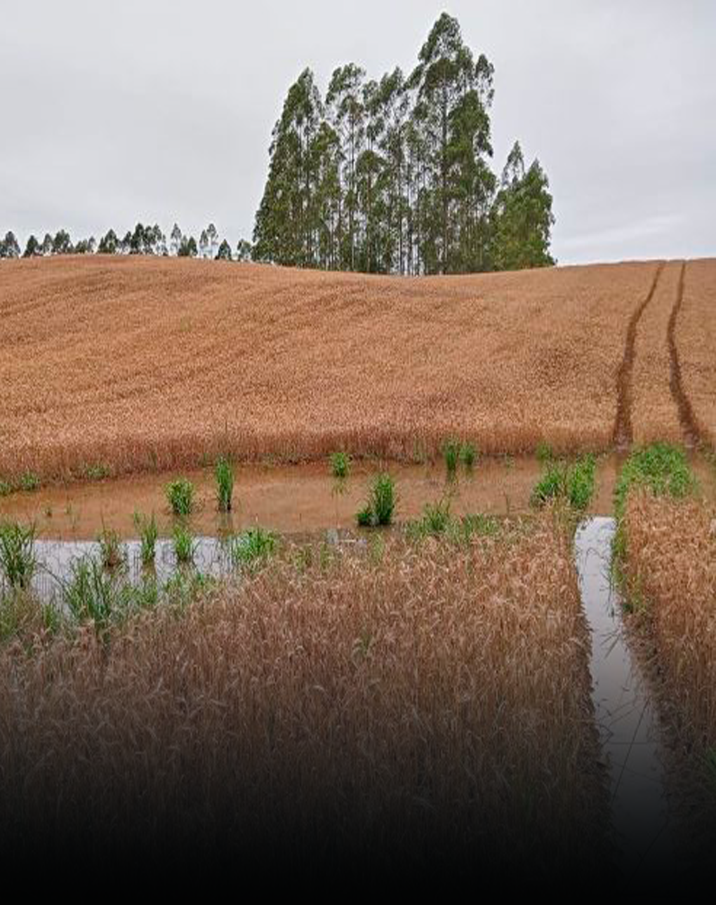 Chuvas em SC: Epagri/Cepa estima redução de 28% na produção de trigo no Estado