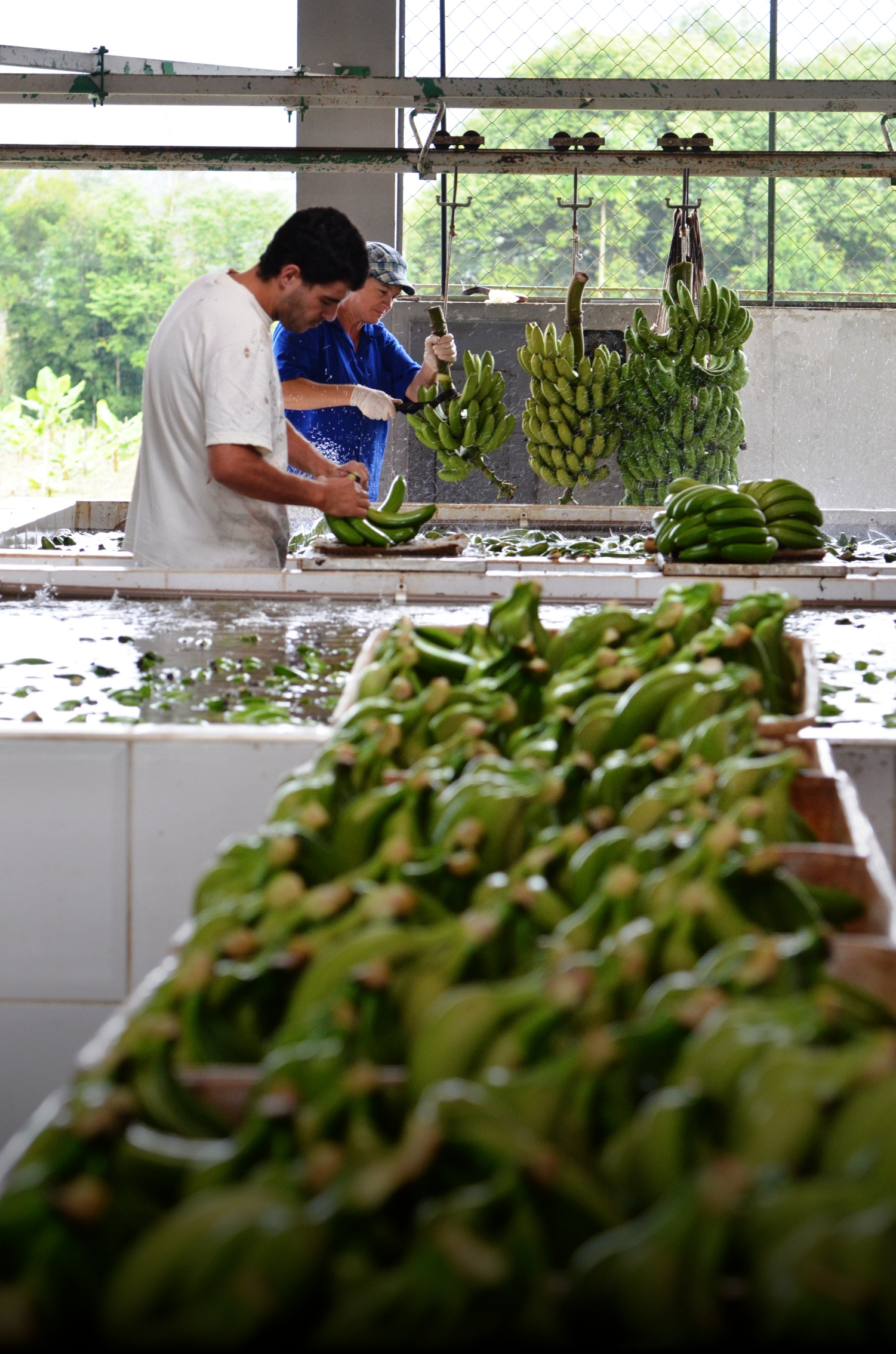 Faturamento com produção catarinense de banana cresceu mais de 30% na última safra