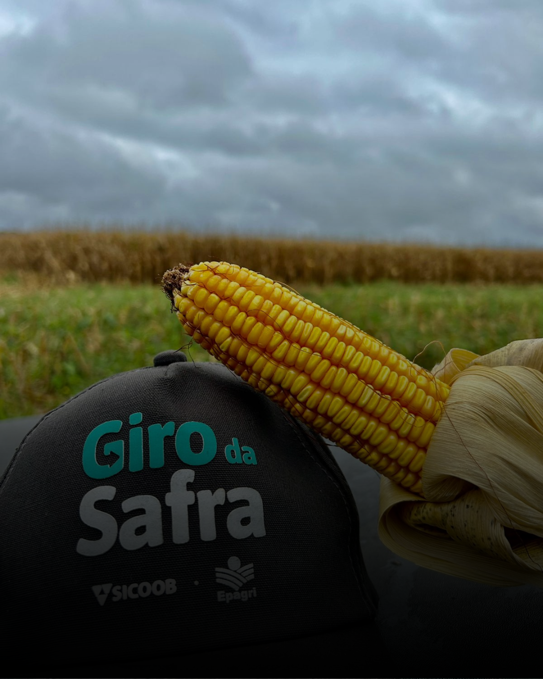 Giro da Safra: Planalto Norte deve colher quase 280 mil toneladas de milho