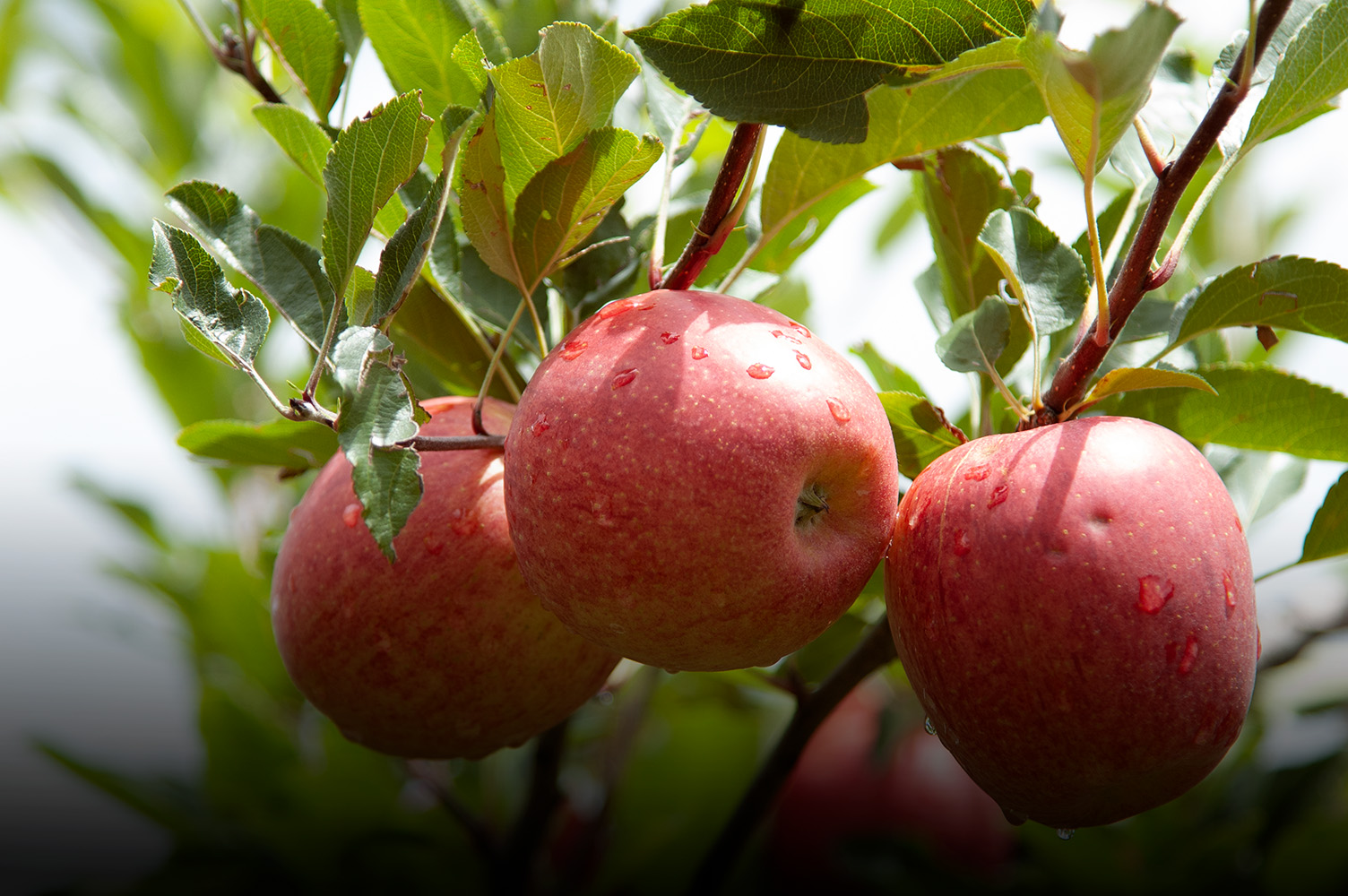 Evento em Fraiburgo marca o início da colheita da maçã em SC