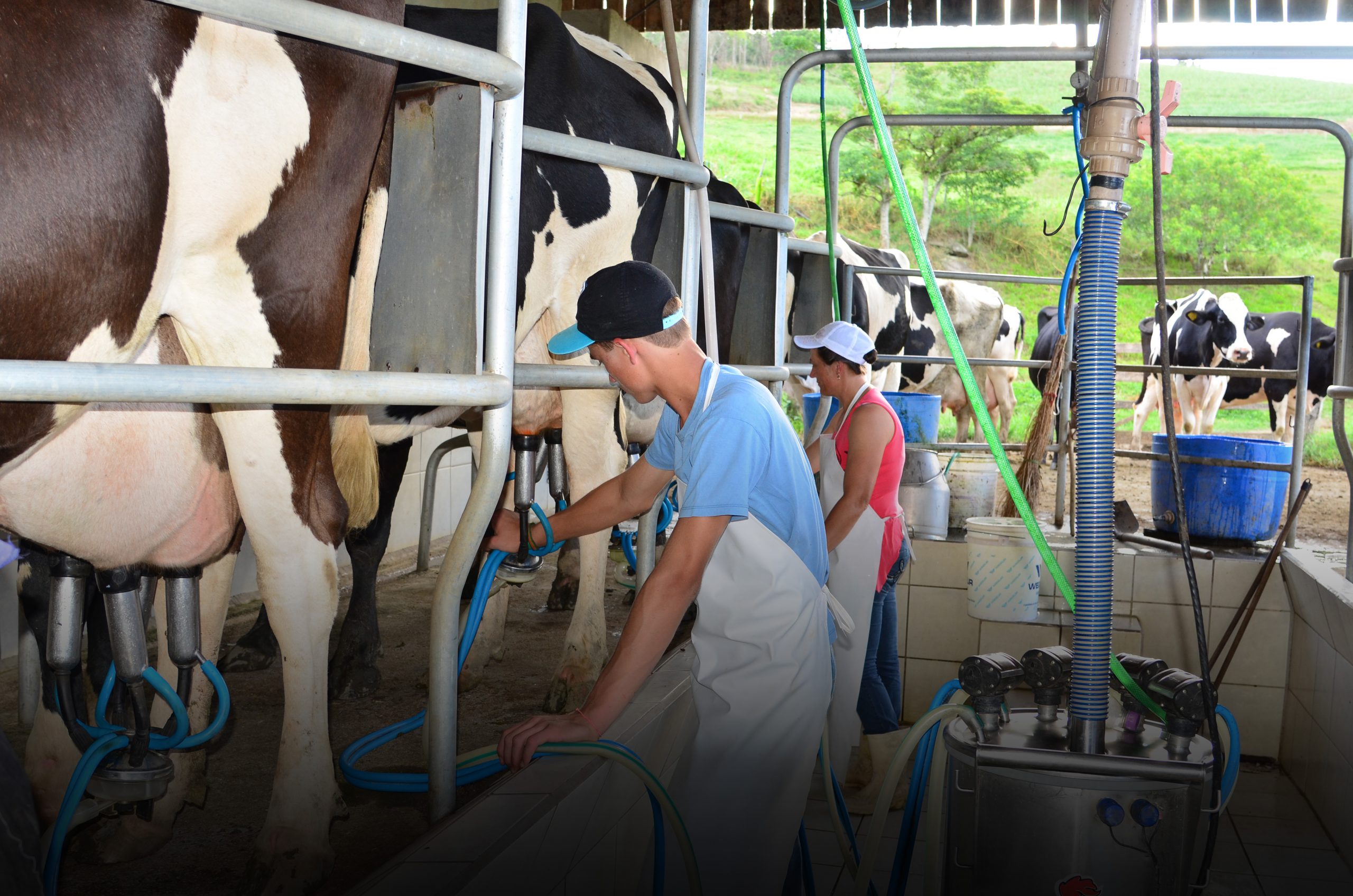 Boletim Agropecuário de fevereiro registra alta no preço do leite e atualiza as estimativas das safras de grãos