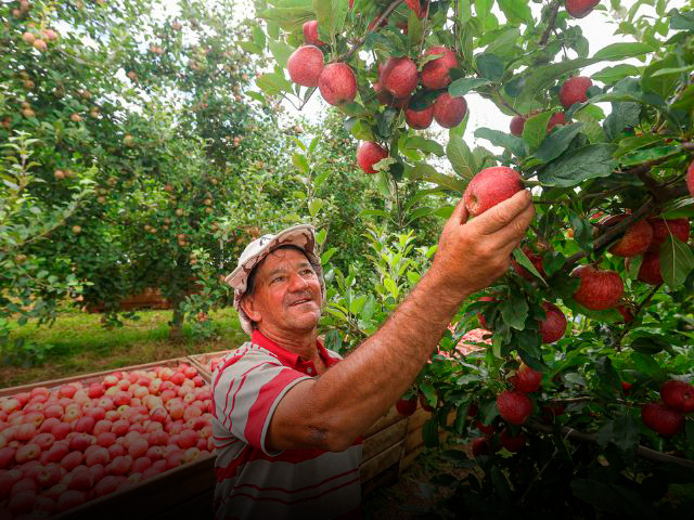 Fruticultores catarinenses devem colher quase 500 mil toneladas de maçã na safra 2023/2024