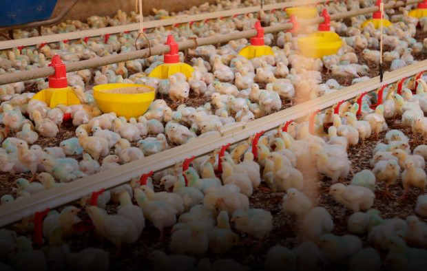 Fim de sobretaxa pode consolidar China como principal comprador de frango de SC