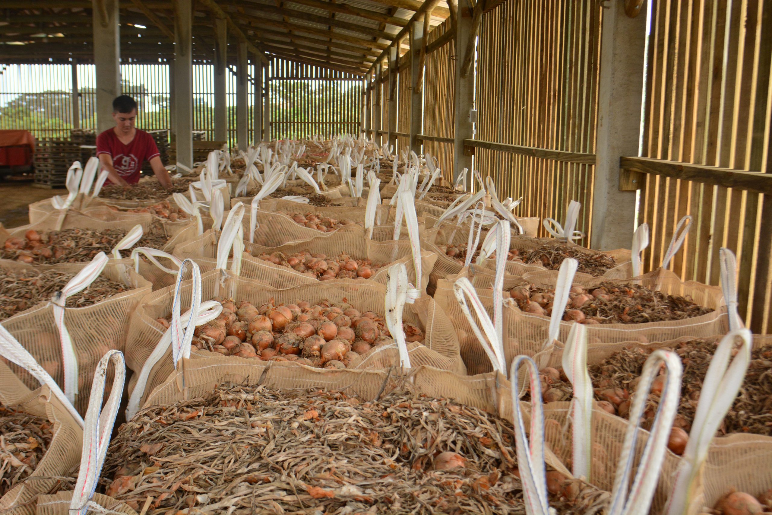 No mês de março, o preço médio pago ao produtor catarinense de cebola chegou ao maior valor nominal desde novembro de 2019