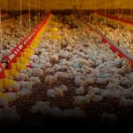 Criação de frango em SC