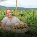 Produtores de hortaliças em SC