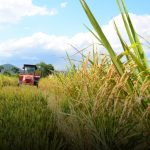 Lavoura de arroz em SC