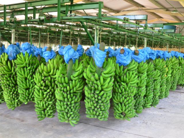 Santa Catarina registra desvalorização no preço pago ao produtor da banana-caturra