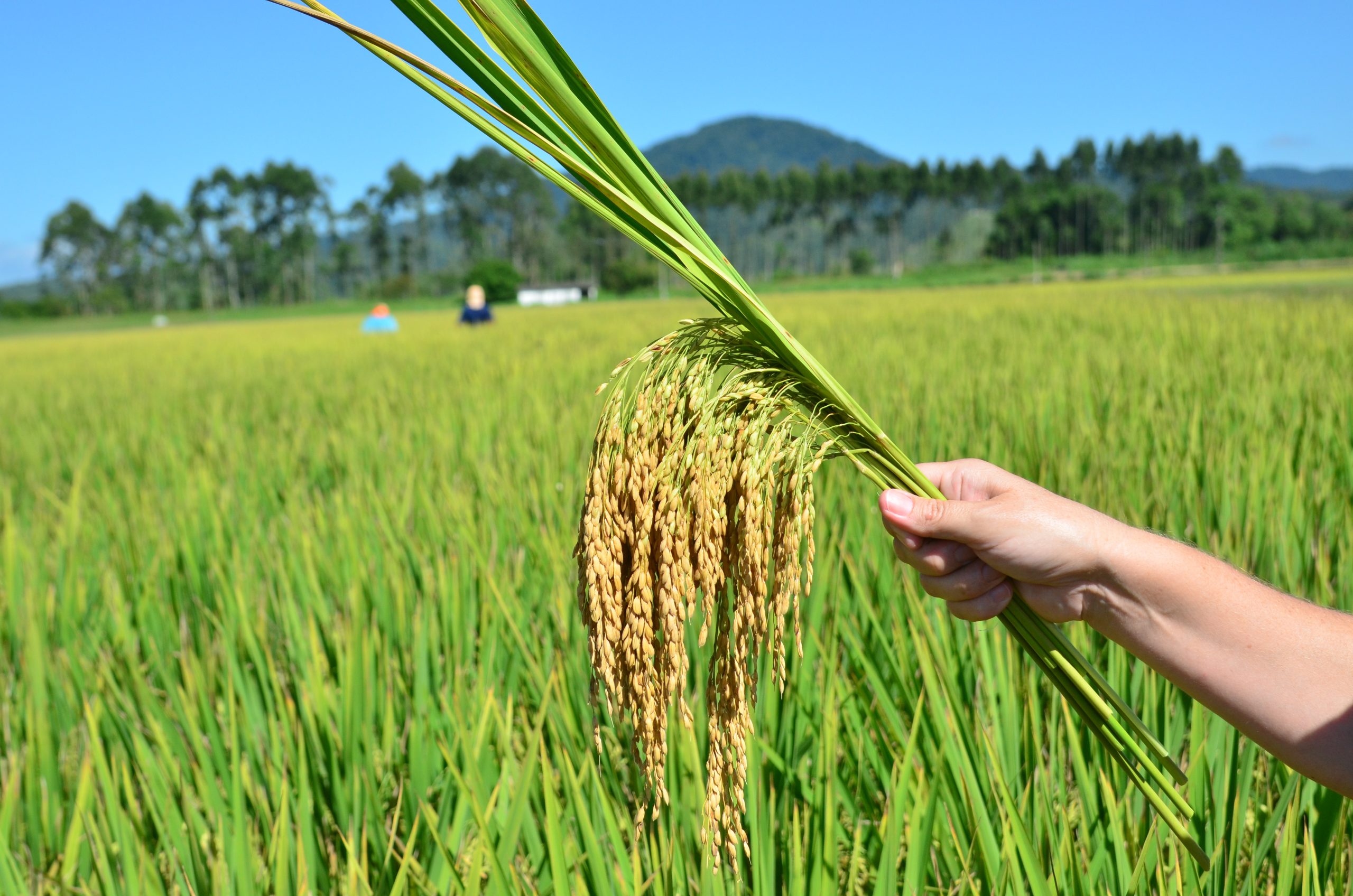 Produção cresce e mercado oscila: Boletim Agropecuário de maio destaca cenário do agro em Santa Catarina