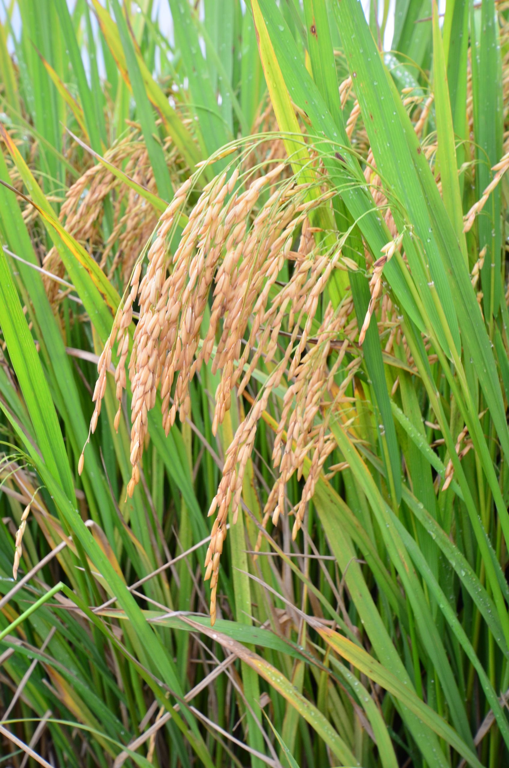 Preço do arroz cai mais de 30% em Santa Catarina e segundo semestre será desafiador para o setor