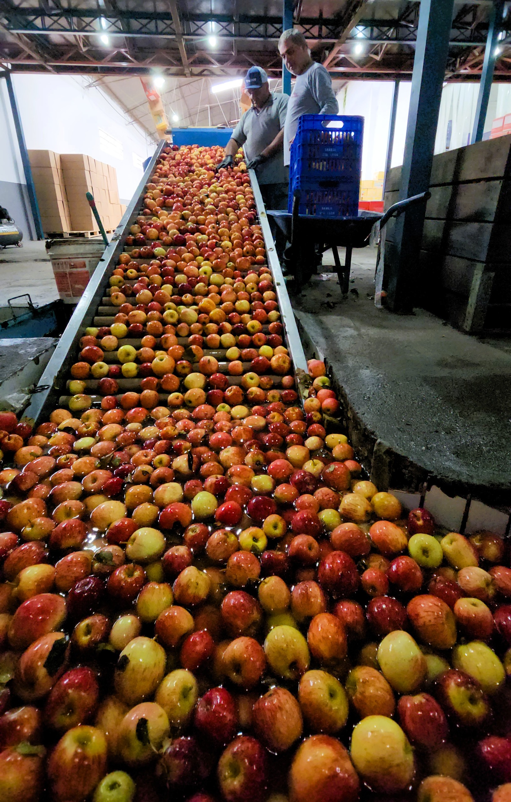Cooperativa de Urupema transforma produção de maçã com apoio da Epagri