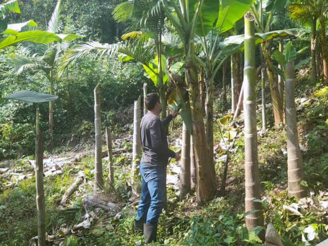 Com apoio da Epagri, família agrega sistemas para produzir banana orgânica em Luiz Alves