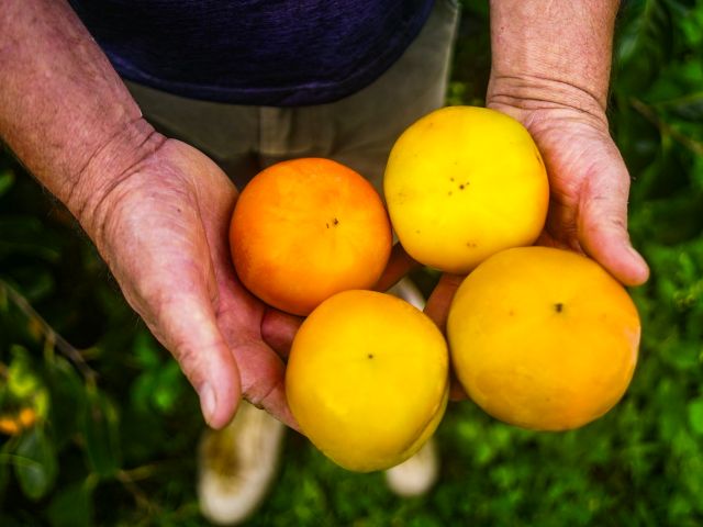 Supersafra de caqui em SC coloca frutos de qualidade no mercado