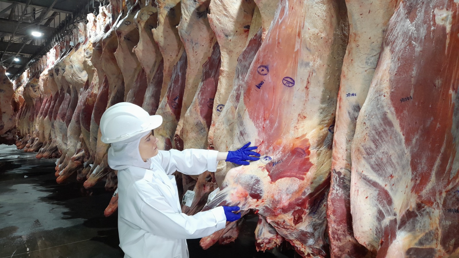 Santa Catarina registra queda pontual no preço do boi gordo após meses de alta