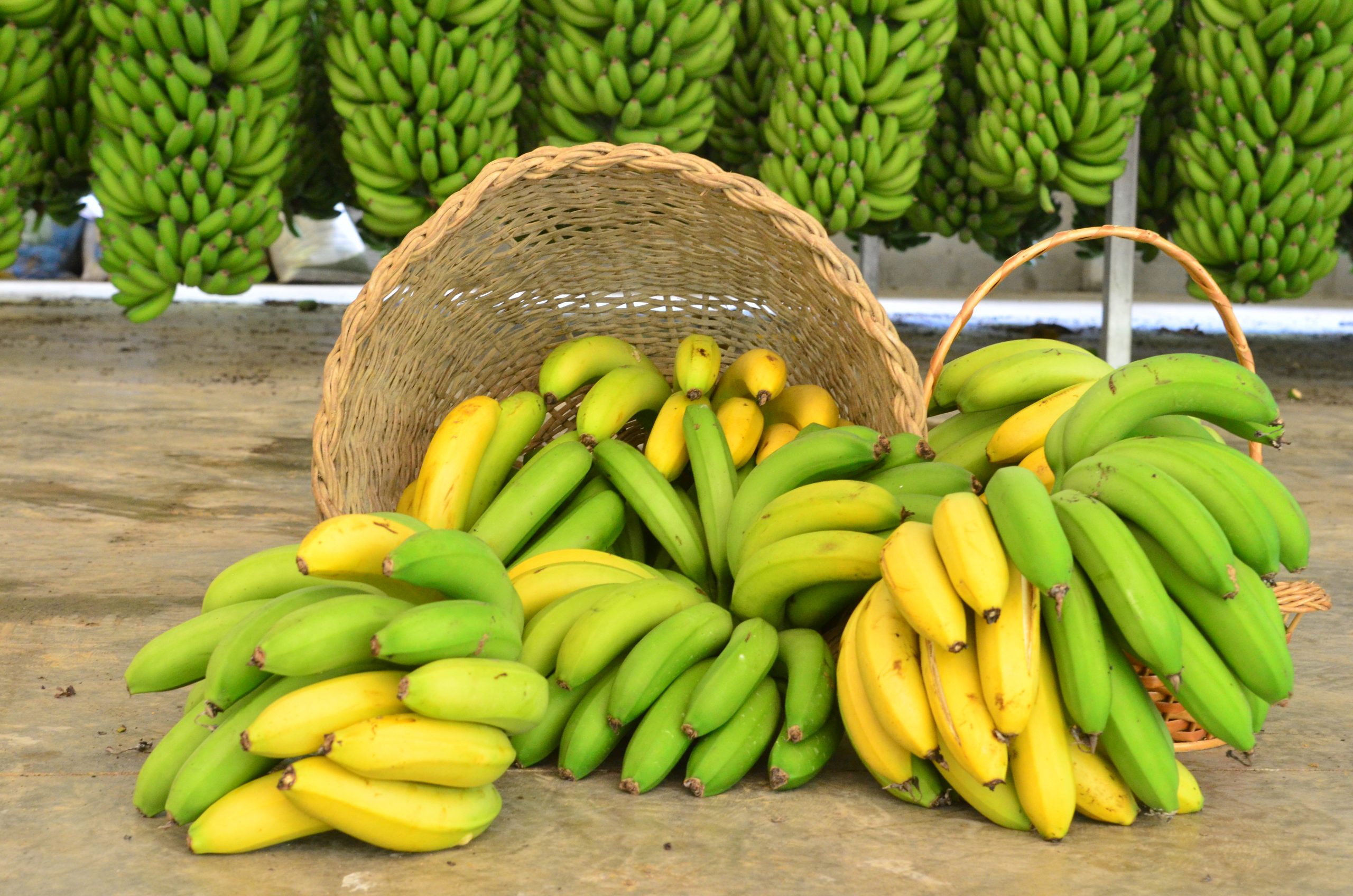 Santa Catarina lidera exportações e prevê safra recorde de banana em 2025