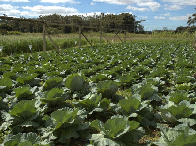 Epagri orienta agricultores sobre como proteger hortaliças das geadas no estado