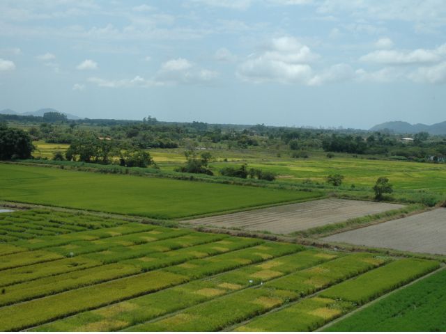 Litoral Norte de SC aumenta em 12% produção de arroz e alcança marca recorde na safra 2024/25