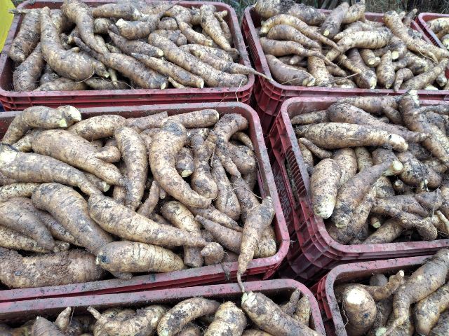 Epagri e agricultores revolucionam a produção de mandioquinha-salsa em Santa Catarina