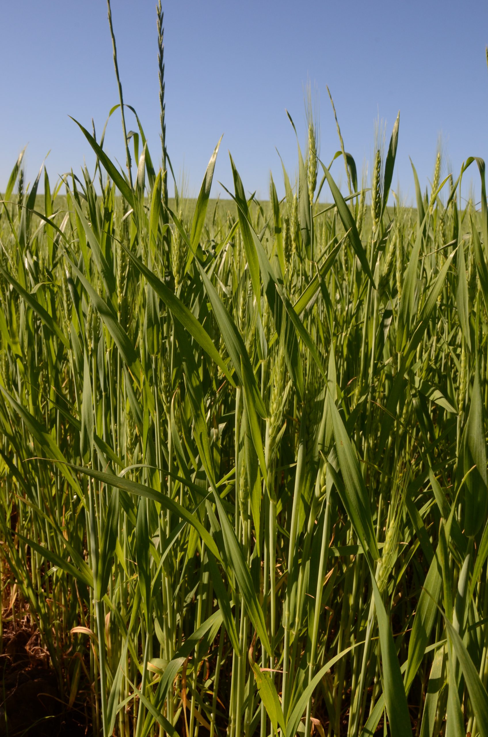 Trigo em SC registra queda de preços e safra 2025/26 terá produção menor