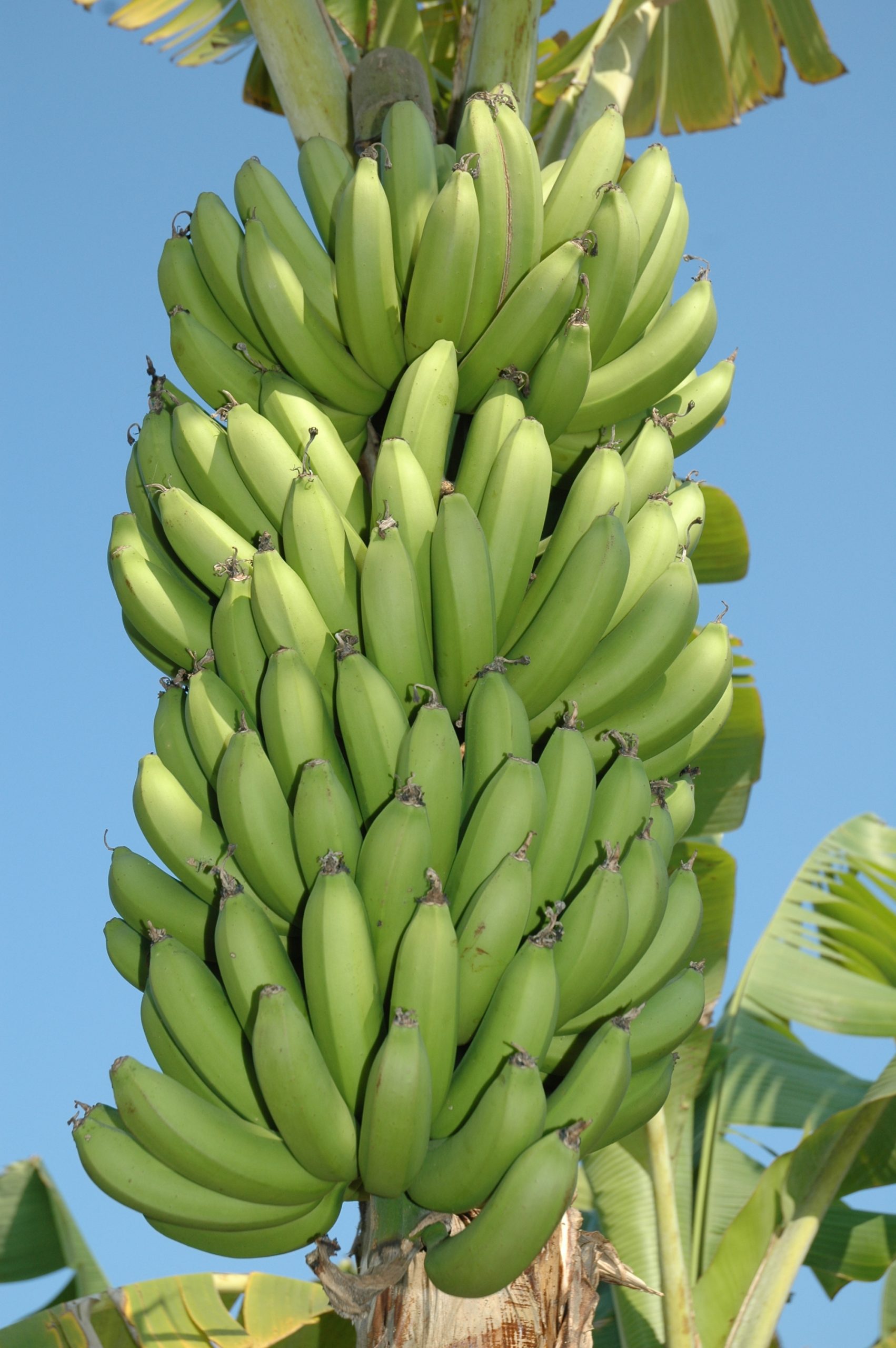 Epagri/Cepa valida custos referenciais de banana, maçã e maracujá