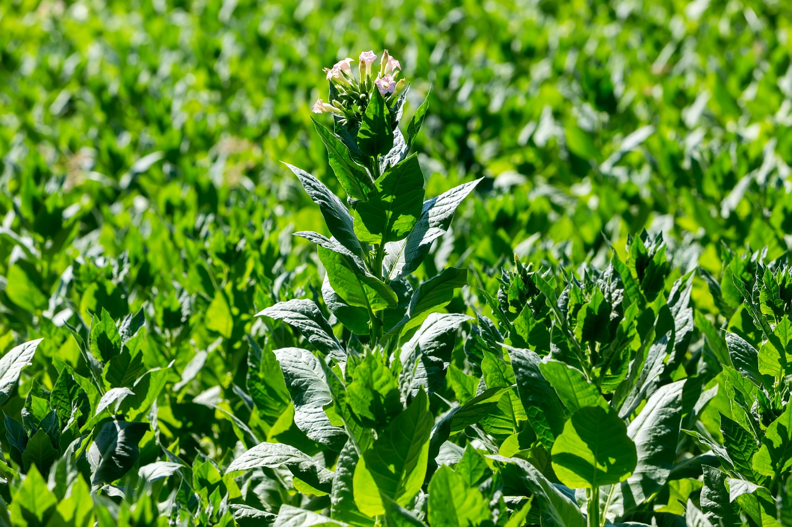 Santa Catarina atinge recorde histórico na safra de tabaco e fatura R$ 4,59 bilhões