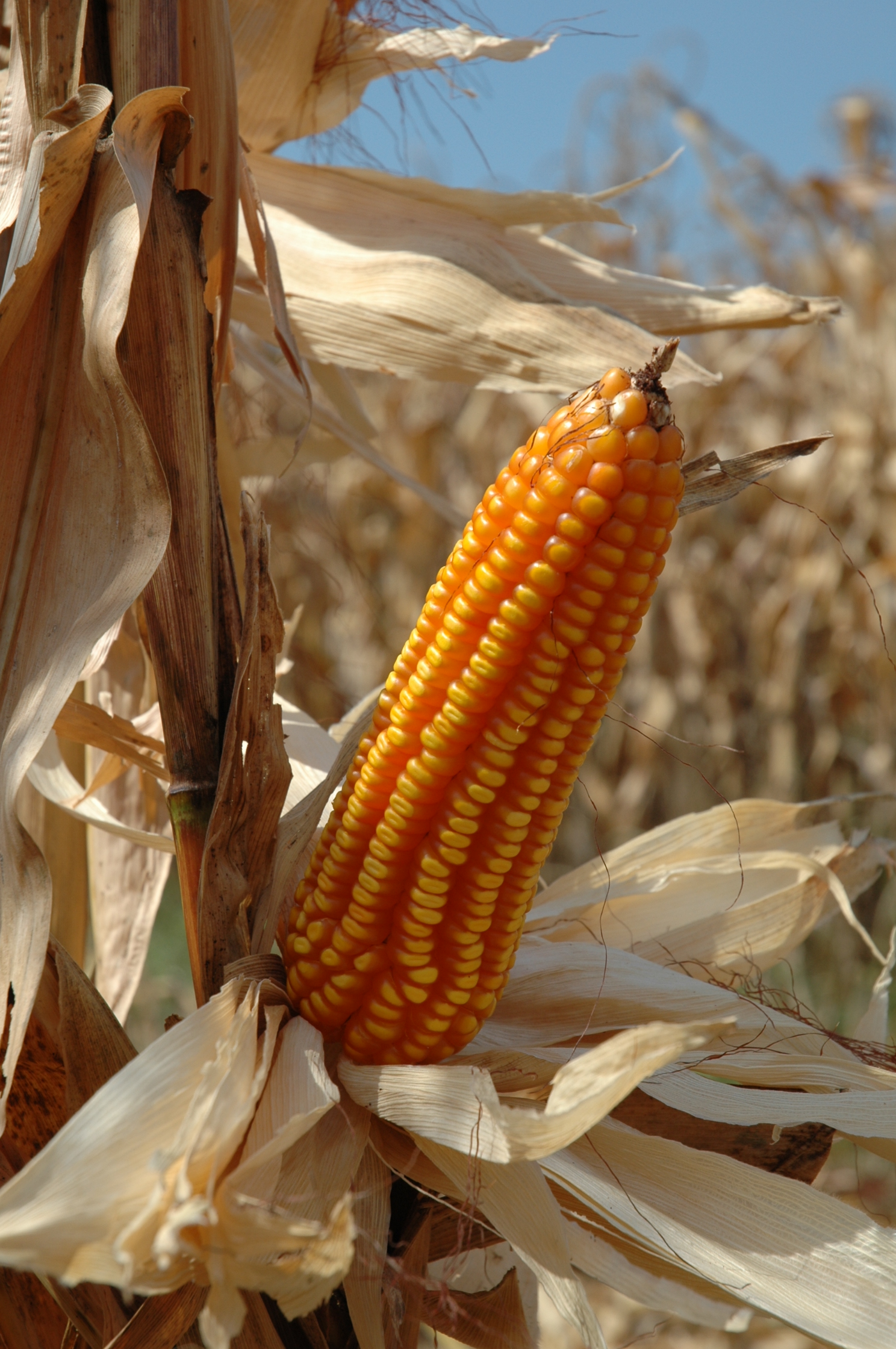 Desempenho histórico impulsiona novo ciclo do milho em Santa Catarina Desempenho histórico impulsiona novo ciclo do milho em Santa Catarina