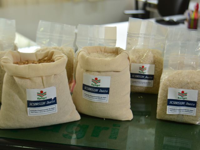 Arroz da Epagri é reconhecido internacionalmente por contribuir com segurança alimentar em tempos de mudanças climáticas