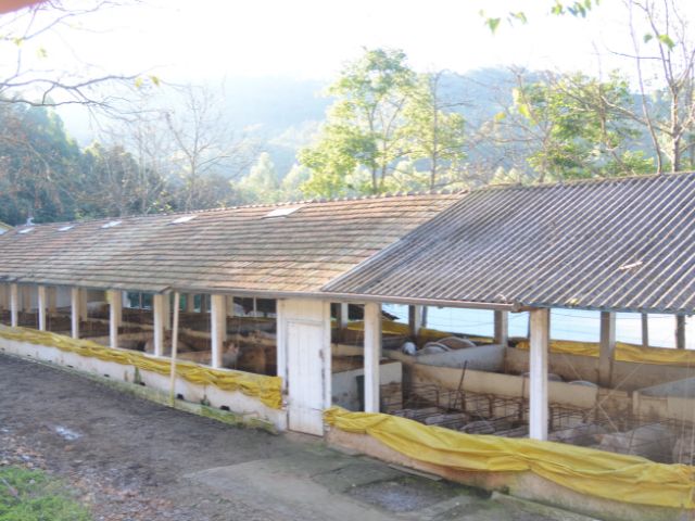 Exportações catarinenses de carnes batem recorde e somam US$ 3,7 bilhões até outubro