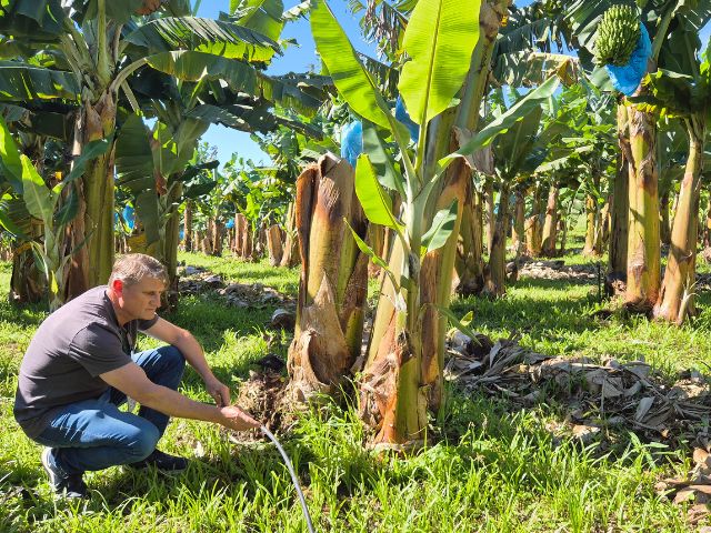Experimento sobre sistema de irrigação para bananicultura da Epagri comprova aumento de produtividade e de qualidade