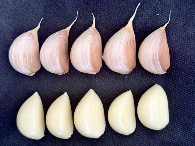 Epagri desenvolve cultivar de alho com potencial para novas regiões produtoras em SC