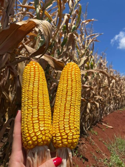 Giro da Safra reforça papel estratégico do milho em Santa Catarina