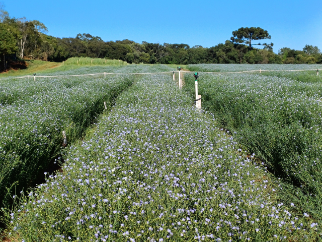 Epagri de Campos Novos desenvolve primeiro cultivar de linho dourado de Santa Catarina