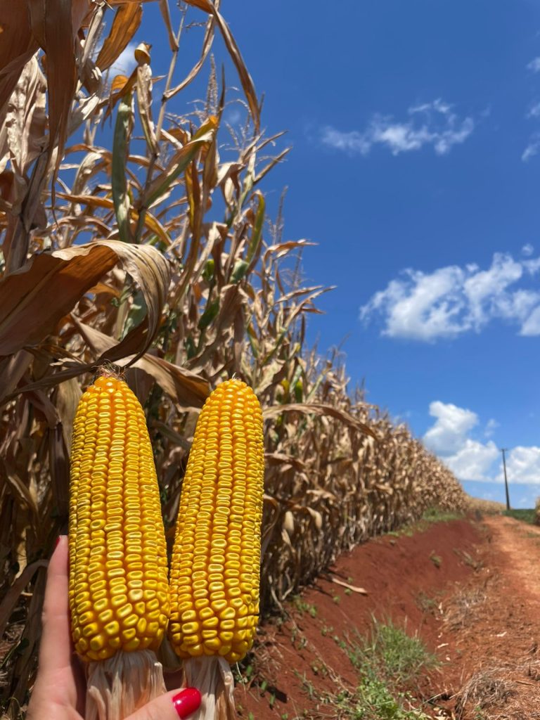 Giro da Safra mostra que produtividade recorde sustenta a produção de milho em SC (Foto: Daniela Gabiatti)