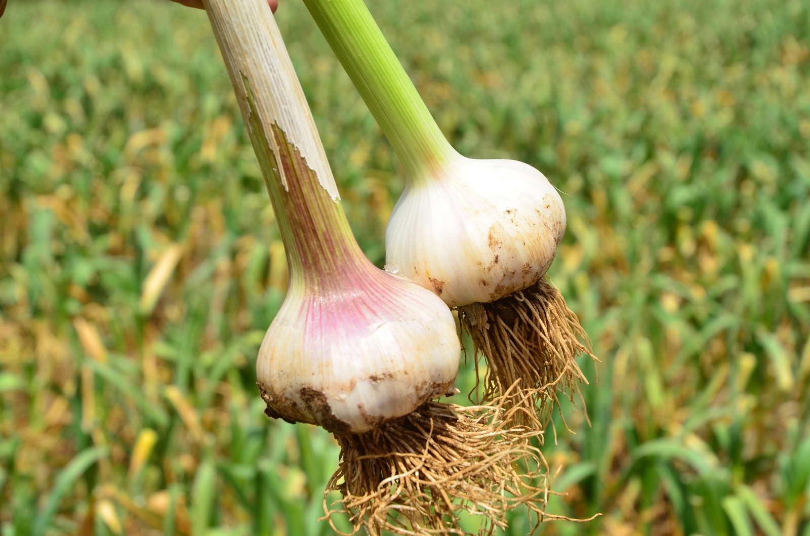 Safra de alho em SC deve alcançar 8,6 mil toneladas e ampliar a oferta em 2025/2026